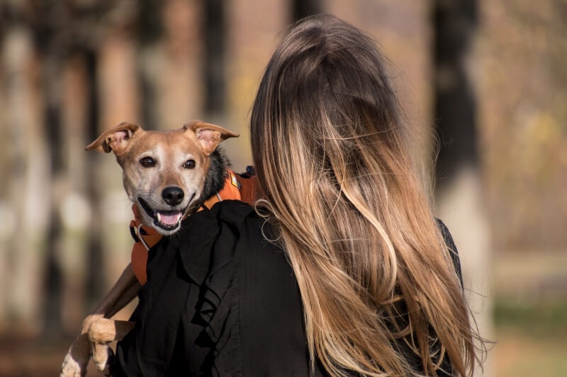 犬