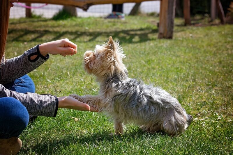 犬