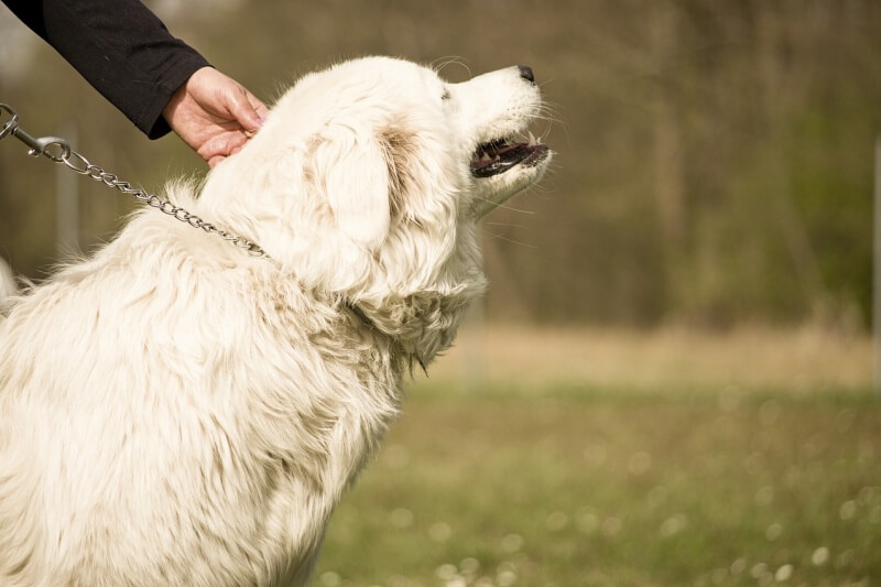 犬