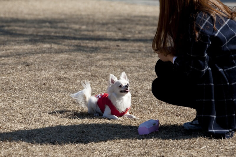 犬